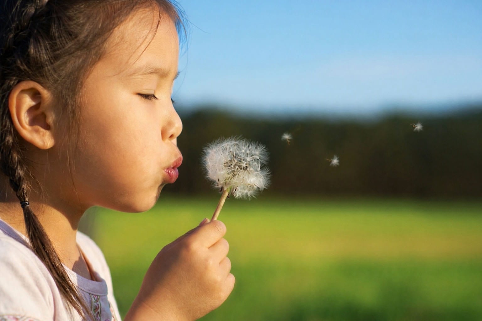 москитные сетки антикошка